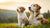 How Big Will My Dog Be Based on Weight? Understanding Your Puppy’s Growth