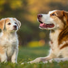How Big Will My Dog Get Based on Weight? Understanding Your Puppy’s Growth Potential