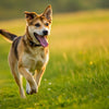 How Can a Dog Lose Weight Quickly? A Comprehensive Guide for Pet Owners