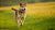 How Can a Dog Lose Weight Quickly? A Comprehensive Guide for Pet Owners