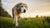 How Can an Older Dog Lose Weight: A Comprehensive Guide for Pet Owners