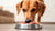 How Can Dogs Eat Raw Food: A Comprehensive Guide to Raw Feeding for Your Canine Companion-140138840303