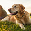 How Can Dogs Gain Weight: A Comprehensive Guide for Pet Owners