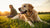 How Can Dogs Gain Weight: A Comprehensive Guide for Pet Owners
