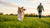 How Can Dogs Lose Weight: A Comprehensive Guide for Pet Owners