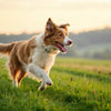 How Can Dogs Lose Weight Quickly? A Comprehensive Guide for Pet Owners