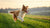 How Can Dogs Lose Weight Quickly? A Comprehensive Guide for Pet Owners