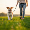 How Can I Exercise My Dog? Creative Ways to Keep Your Pup Active
