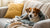 How Can I Get My Diabetic Dog to Gain Weight: A Comprehensive Guide