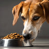 How Can I Get My Dog to Eat Dry Food? Tips and Tricks for Picky Eaters