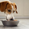 How Can I Get My Dog to Eat His Food: Tips for Picky Eaters
