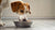 How Can I Get My Dog to Eat His Food? Understanding and Resolving Picky Eating Habits