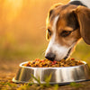How Can I Get My Dog to Eat Its Food? Solutions for Eager Eaters and Picky Pups