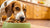 How Can I Get My Dog to Eat Kibble? Tips and Tricks for Picky Eaters