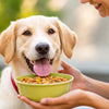 How Can I Get My Dog to Gain Weight? A Comprehensive Guide for Pet Owners