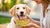 How Can I Get My Dog to Gain Weight? A Comprehensive Guide for Pet Owners