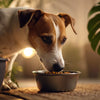 How Can I Get My Dog to Gain Weight Fast?