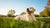How Can I Get My Dog to Gain Weight Quickly? Effective Strategies for Healthy Weight Gain