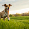 How Can I Get My Dog to Lose Weight Naturally? A Comprehensive Guide