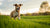 How Can I Get My Dog to Lose Weight Naturally? A Comprehensive Guide