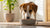 How Can I Get My Dog to Put on Weight? Effective Strategies for Healthy Weight Gain