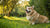 How Can I Get My Overweight Dog to Lose Weight?