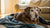 How Can I Get My Senior Dog to Gain Weight? A Comprehensive Guide