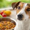 How Can I Help My Dog with Food Allergies? A Comprehensive Guide