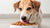 How Can I Make My Dog Eat Dry Food? Tips for Picky Eaters