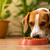 How Can I Make My Dog Eat His Dog Food? Simple Tips for Picky Eaters
