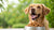 How Can I Make My Dog Eat His Dry Food? Tips and Strategies for Happy Feeding