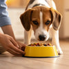 How Can I Make My Dog Eat His Food? Understanding Picky Eaters and Solutions for Pet Parents