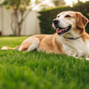 How Can I Make My Dog Put on Weight: A Comprehensive Guide