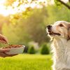 How Can My Dog Gain Weight? A Comprehensive Guide for Pet Owners