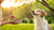 How Can My Dog Gain Weight? A Comprehensive Guide for Pet Owners
