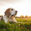 How Can My Dog Gain Weight Fast: A Comprehensive Guide for Pet Owners