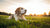 How Can My Dog Gain Weight Fast: A Comprehensive Guide for Pet Owners