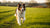 How Can My Dog Lose Weight? A Comprehensive Guide to Helping Your Pup Shed Those Extra Pounds