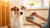 How Can My Dog Put on Weight? A Comprehensive Guide for Pet Owners