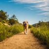 How Can You Help Your Dog Lose Weight: A Comprehensive Guide