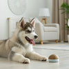 How Do Dental Chews Work? Understanding Their Role in Your Dog's Oral Health