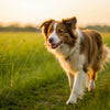How Do Dogs Lose Weight: A Comprehensive Guide for Pet Owners