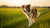 How Do Dogs Lose Weight: A Comprehensive Guide for Pet Owners