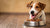 How Do I Feed My Dog Raw Food? The Ultimate Guide to a Raw Diet for Dogs