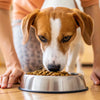 How Do I Get My Dog to Eat Kibble? A Comprehensive Guide for Pet Owners