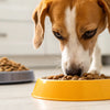 How Do I Get My Dog to Eat Kibble Again? A Comprehensive Guide for Pet Owners