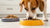 How Do I Get My Dog to Eat Kibble Again? A Comprehensive Guide for Pet Owners