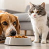 How Do I Keep My Dog from Eating Cat Food? Effective Strategies for Pet Parents