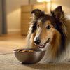 How Do I Know If My Dog Needs Grain-Free Food? Understanding Dietary Needs for Your Canine Companion