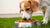 How Do I Make My Dog Eat His Food? A Comprehensive Guide for Dog Owners